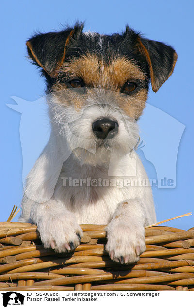 Parson Russell Terrier in Krbchen / Parson Russell Terrier in basket / SS-00966