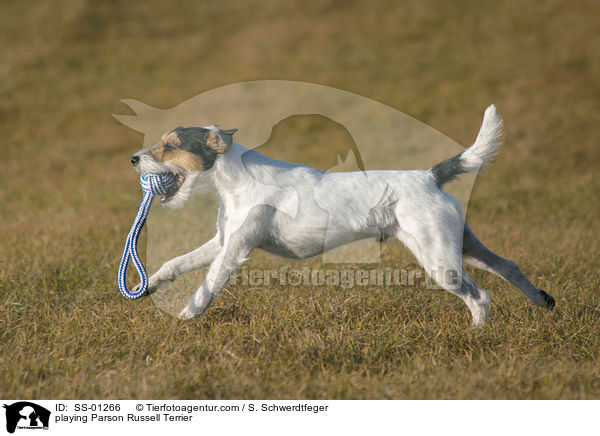 spielender Parson Russell Terrier / playing Parson Russell Terrier / SS-01266