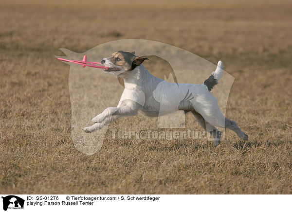 playing Parson Russell Terrier / SS-01276