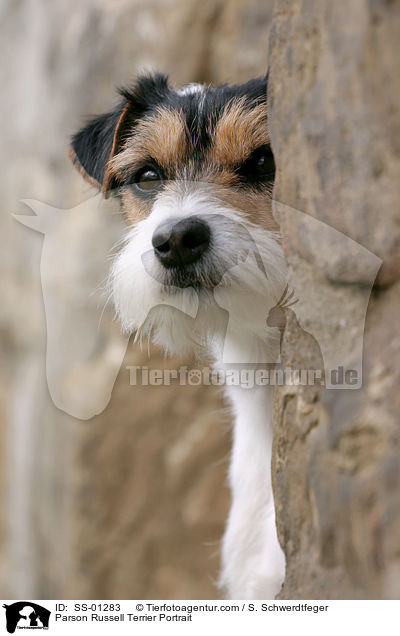Parson Russell Terrier Portrait / SS-01283