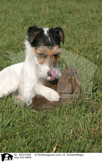 Parson Russell Terrier und Kaninchen / dog und rabbit / SS-01309