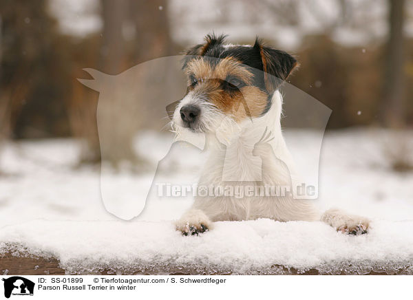 Parson Russell Terrier in winter / SS-01899