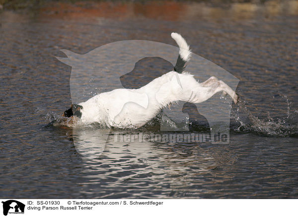 tauchender Parson Russell Terrier / diving Parson Russell Terrier / SS-01930