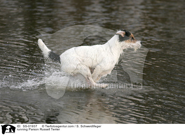 running Parson Russell Terrier / SS-01937