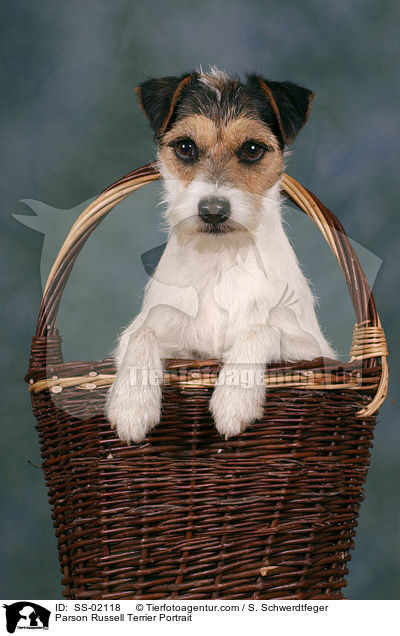 Parson Russell Terrier Portrait / SS-02118