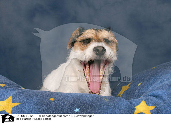 tired Parson Russell Terrier / SS-02120