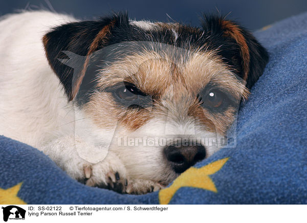 lying Parson Russell Terrier / SS-02122