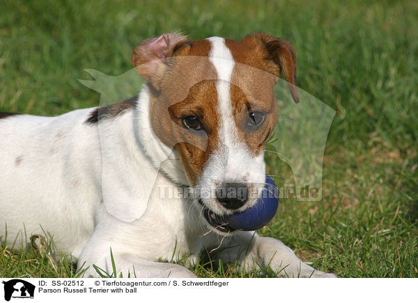 Parson Russell Terrier with ball / SS-02512