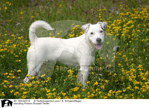standing Parson Russell Terrier / SS-02514