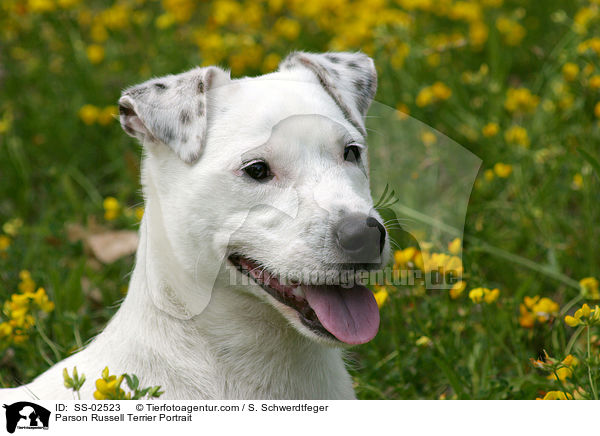 Parson Russell Terrier Portrait / SS-02523