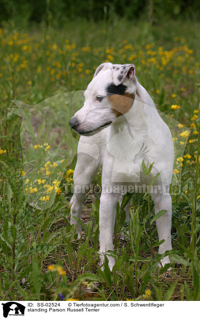 standing Parson Russell Terrier / SS-02524