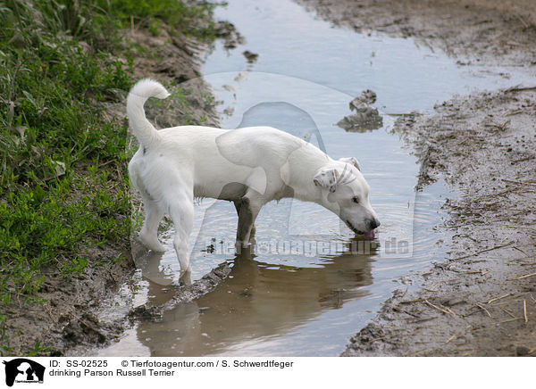 trinkender Parson Russell Terrier / drinking Parson Russell Terrier / SS-02525