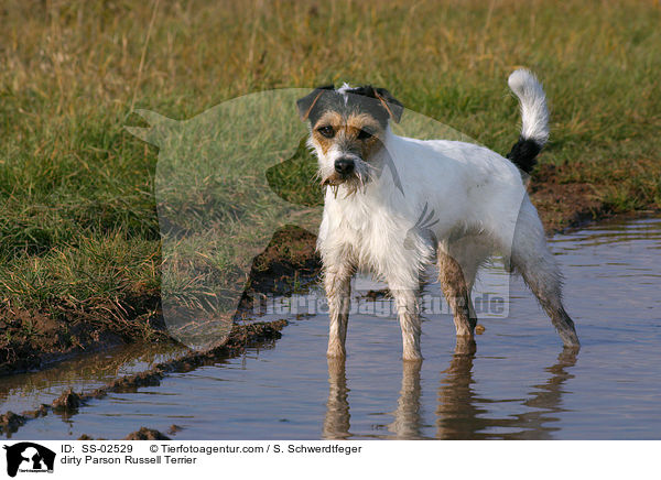dirty Parson Russell Terrier / SS-02529