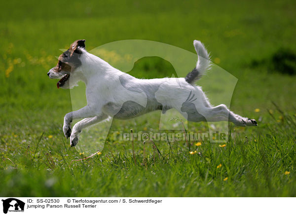 jumping Parson Russell Terrier / SS-02530