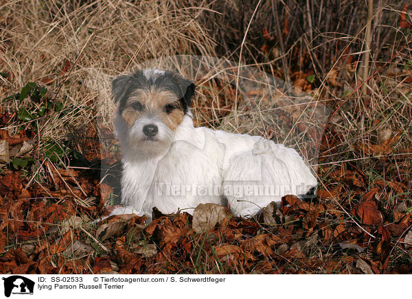 lying Parson Russell Terrier / SS-02533