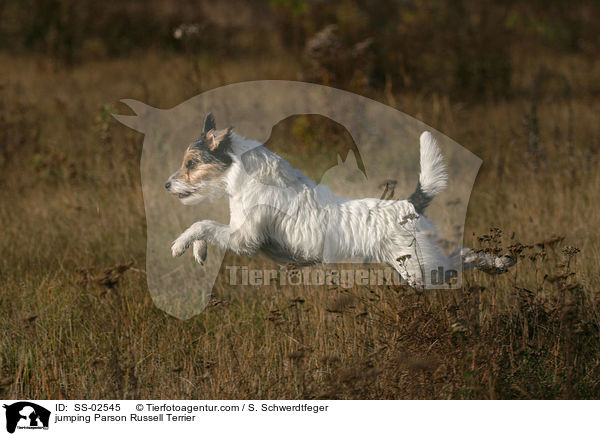 springender Parson Russell Terrier / jumping Parson Russell Terrier / SS-02545