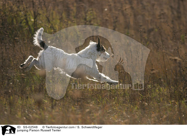 springender Parson Russell Terrier / jumping Parson Russell Terrier / SS-02548