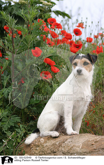 sitzender Parson Russell Terrier / sitting Parson Russell Terrier / SS-02549