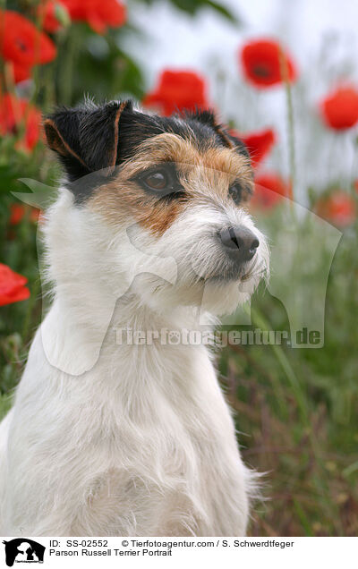 Parson Russell Terrier Portrait / Parson Russell Terrier Portrait / SS-02552
