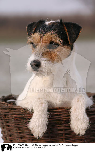 Parson Russell Terrier Portrait / Parson Russell Terrier Portrait / SS-02576
