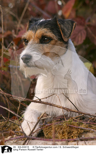 liegender Parson Russell Terrier / lying Parson Russell Terrier / SS-00615