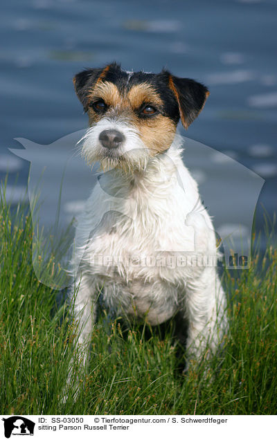 sitzender Parson Russell Terrier / sitting Parson Russell Terrier / SS-03050