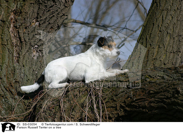 Parson Russell Terrier auf einem Baum / Parson Russell Terrier on a tree / SS-03054