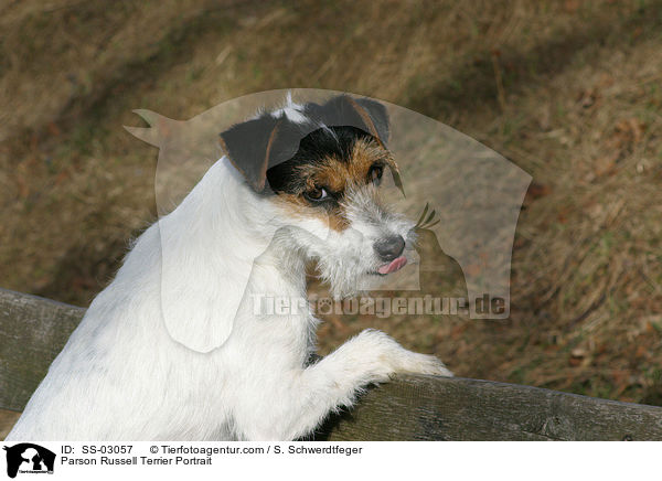 Parson Russell Terrier Portrait / Parson Russell Terrier Portrait / SS-03057