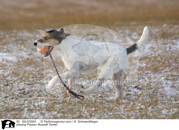 spielender Parson Russell Terrier / playing Parson Russell Terrier / SS-03063