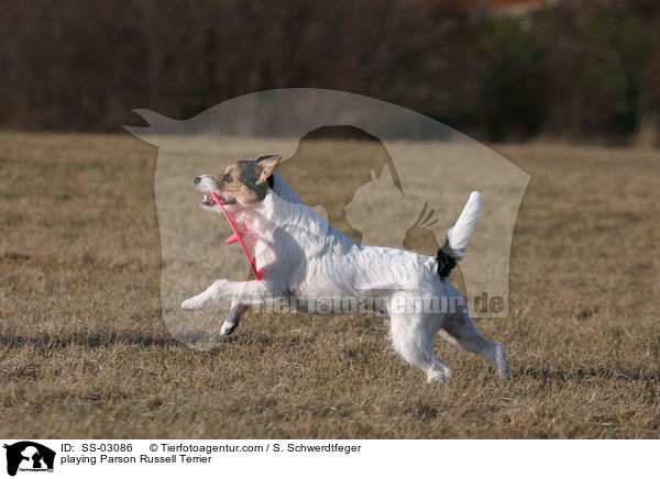 spielender Parson Russell Terrier / playing Parson Russell Terrier / SS-03086