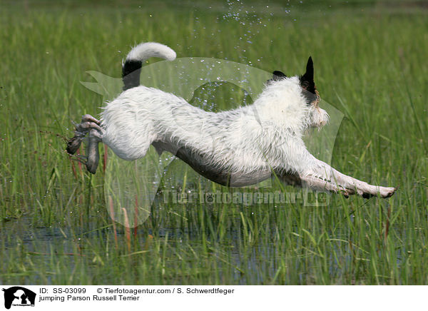 jumping Parson Russell Terrier / SS-03099
