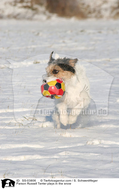 Parson Russell Terrier plays in the snow / SS-03806