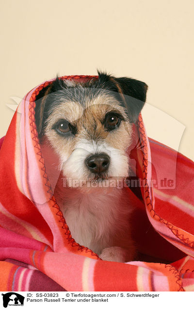 Parson Russell Terrier unter Decke / Parson Russell Terrier under blanket / SS-03823