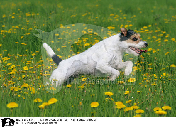 running Parson Russell Terrier / SS-03844