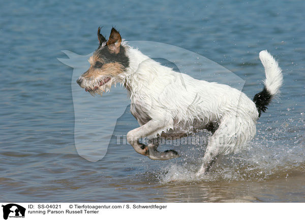 rennender Parson Russell Terrier / running Parson Russell Terrier / SS-04021