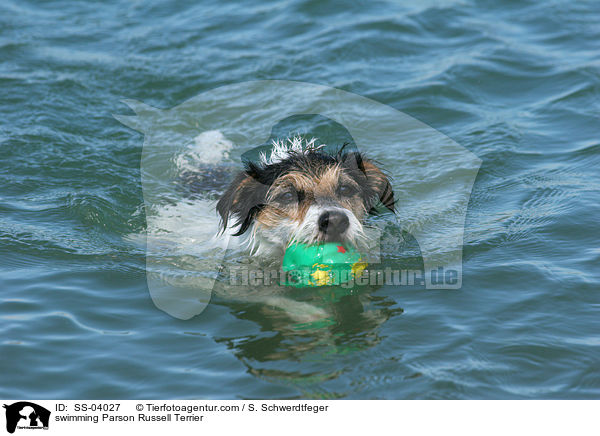 swimming Parson Russell Terrier / SS-04027