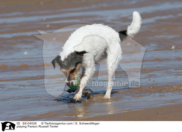 playing Parson Russell Terrier / SS-04028