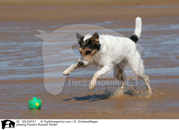 playing Parson Russell Terrier / SS-04031