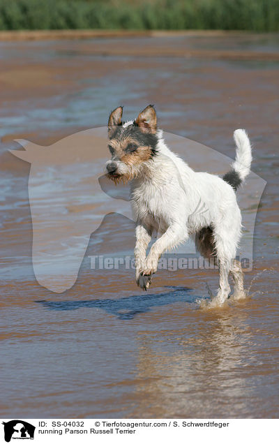 rennender Parson Russell Terrier / running Parson Russell Terrier / SS-04032