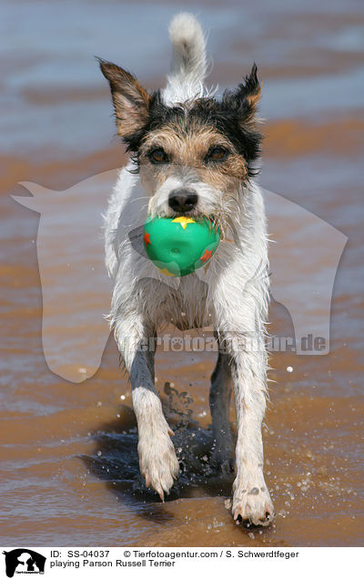 playing Parson Russell Terrier / SS-04037
