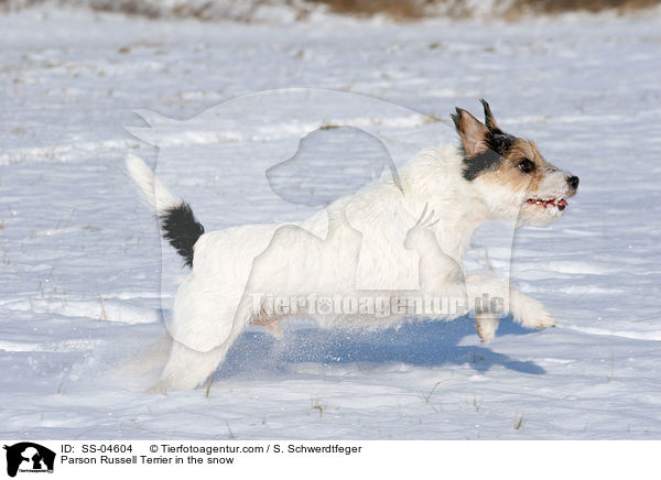 Parson Russell Terrier im Schnee / Parson Russell Terrier in the snow / SS-04604