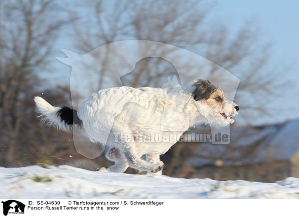 Parson Russell Terrier runs in the  snow / SS-04630