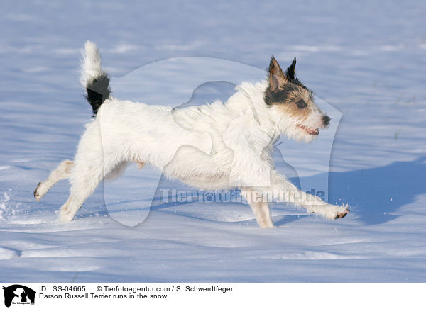 Parson Russell Terrier rennt im Schnee / Parson Russell Terrier runs in the snow / SS-04665