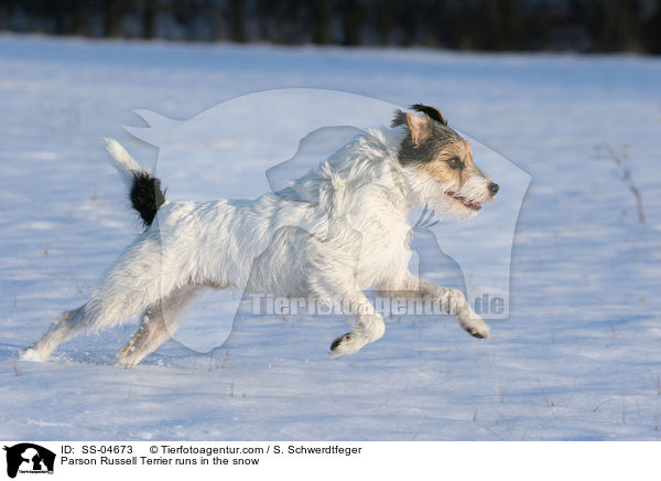 Parson Russell Terrier runs in the snow / SS-04673
