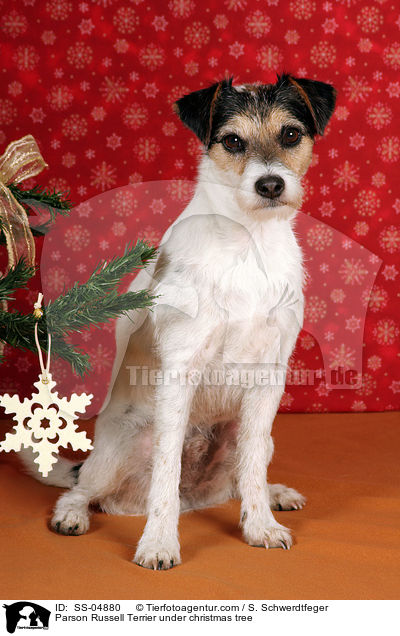 Parson Russell Terrier unterm Weihnachtsbaum / Parson Russell Terrier under christmas tree / SS-04880