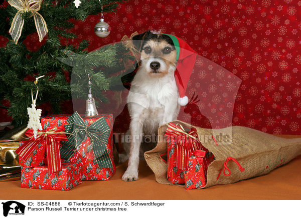 Parson Russell Terrier under christmas tree / SS-04886