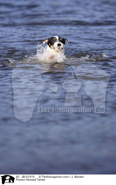 Parson Russell Terrier / Parson Russell Terrier / JB-01015