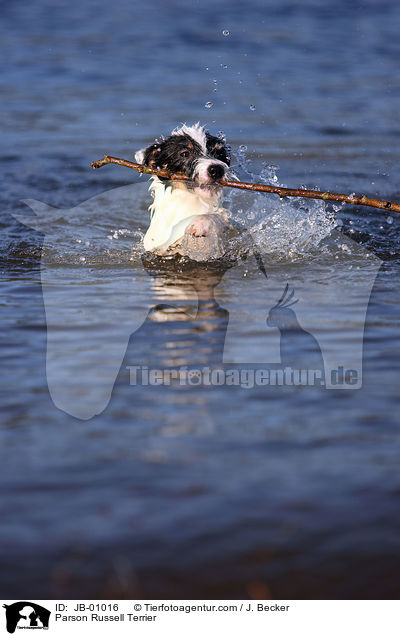 Parson Russell Terrier / Parson Russell Terrier / JB-01016