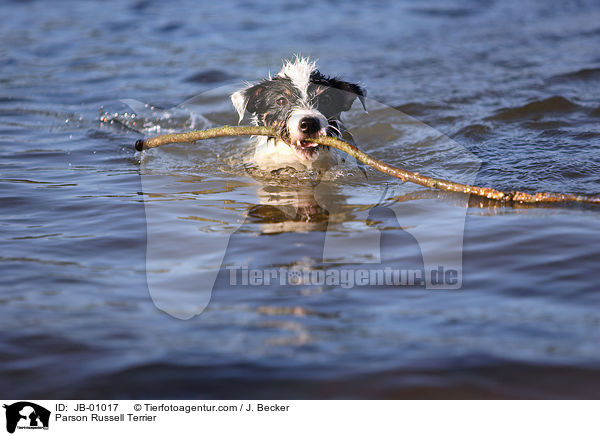 Parson Russell Terrier / Parson Russell Terrier / JB-01017
