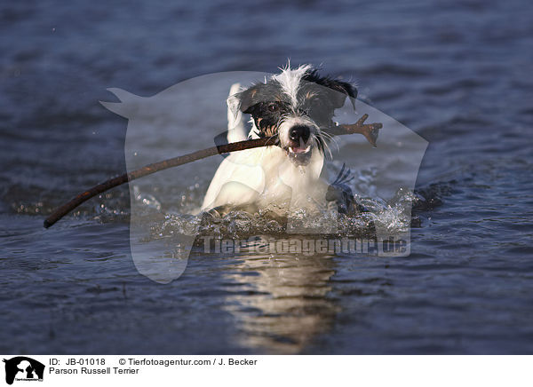 Parson Russell Terrier / Parson Russell Terrier / JB-01018